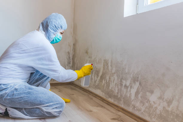 Licensed Mold Remediation service in Shiloh, PA - WQB Mold Removal